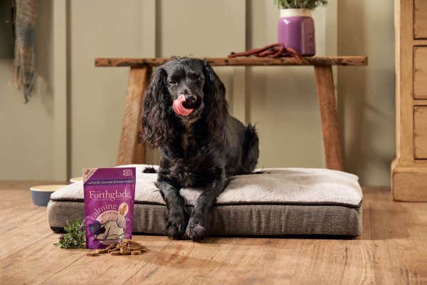 100588-_functional_soft_bites_calming_90g_lifestyle_dog_on_bed_1_xzekgomxe2zvwhfc.jpg