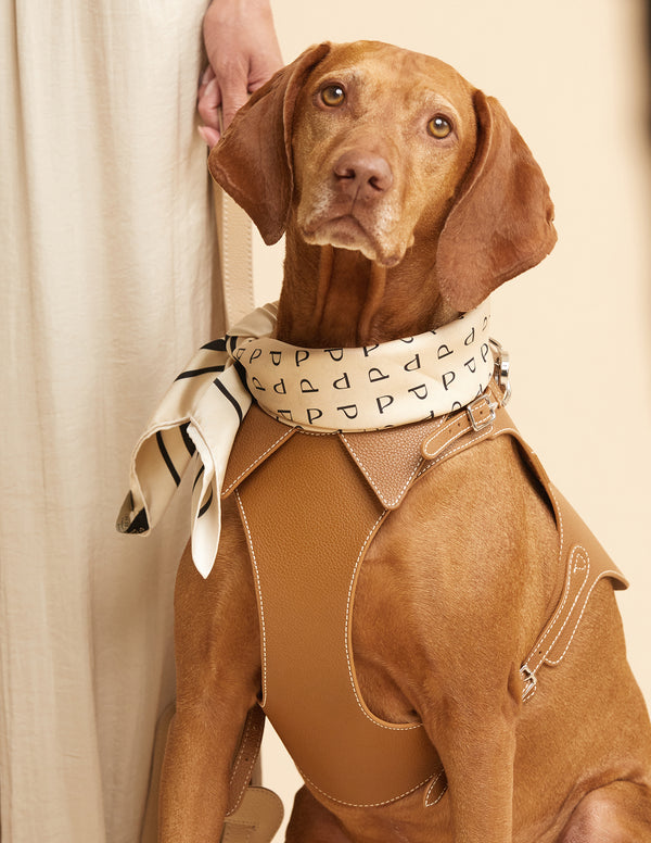Feritti_PDP_Dog_600x.jpg