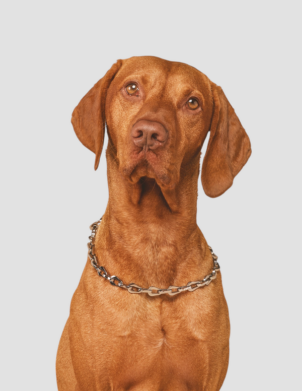 PAGERIE-PDP-Les-Arcs-The-Linque-Pet-Collar-Necklace_600x.png