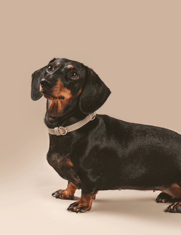 PAGERIE-PDP-The-Noma-Collection-The-Clyde-Luxury-Pet-Collar-04-FINAL-opt-5_600x.png