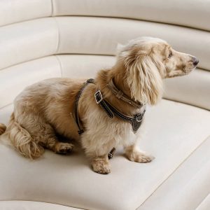 PAGERIE-PDP-The-Noma-Collection-The-Petite-Luxury-Pet-Harness-02-FINAL_f1016b6c-4bd9-4909-bd59-0db8221ad3da_600x.jpg