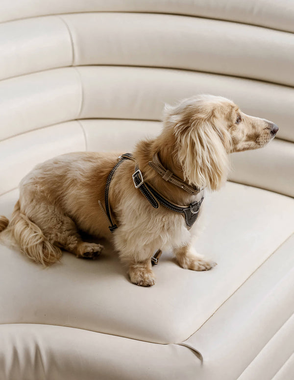 PAGERIE-PDP-The-Noma-Collection-The-Petite-Luxury-Pet-Harness-02-FINAL_f1016b6c-4bd9-4909-bd59-0db8221ad3da_600x.jpg