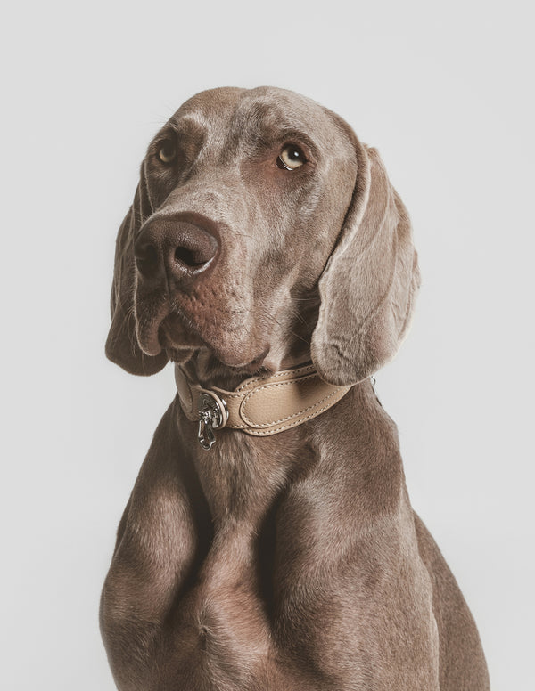 PAGERIE-PDP-The-Sahara-Collection-The-Dorro-Luxury-Pet-Collar-Sand-08-FINAL_600x.jpg