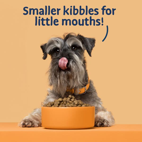 bhlpblgc-6little-paws-function-shot.jpg
