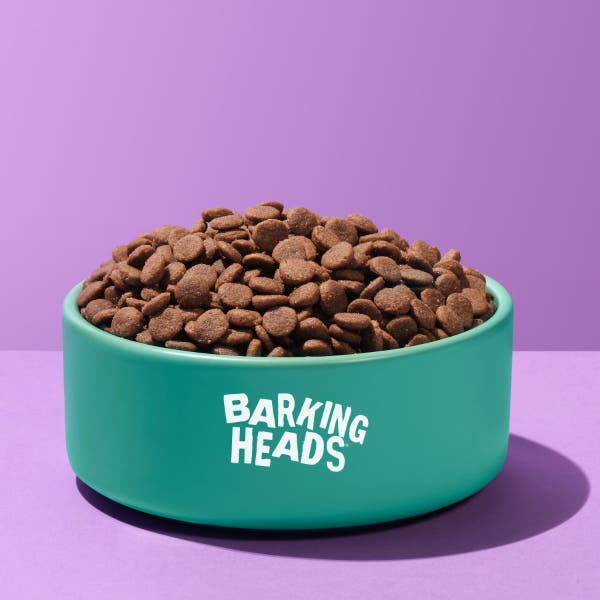 bsr124-all-hounder-golden-years-kibble-bowl-shot.jpg