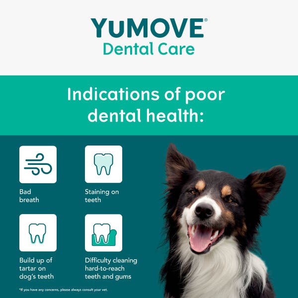 denta_daily_clean_small_2-additional.jpg